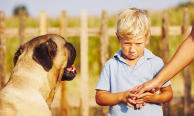 Una De Las Muchas Lesiones Psicológicas Causadas Por Las Mordidas De Perros Es El Trastorno Por Estrés Postraumático. Consultas Gratuita: 866-243-8392