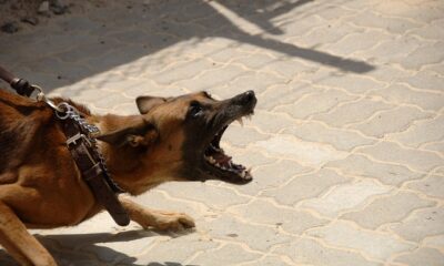 Ley De Mordeduras De Perro En Texas