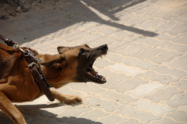 ley de mordeduras de perro en Texas