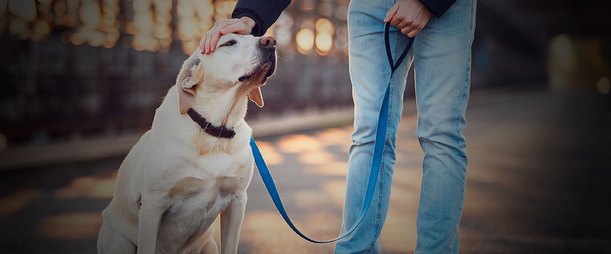 Dog Bite Attorneys at The Carlson Law Firm in Texas