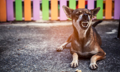 Responsable Por Mordida De Perro