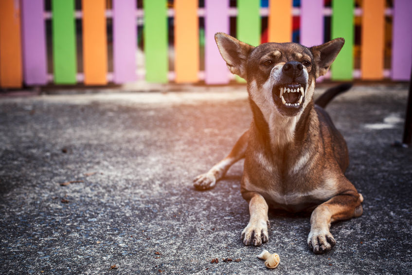 responsable por mordida de perro