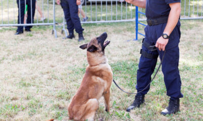Perros Antidrogas