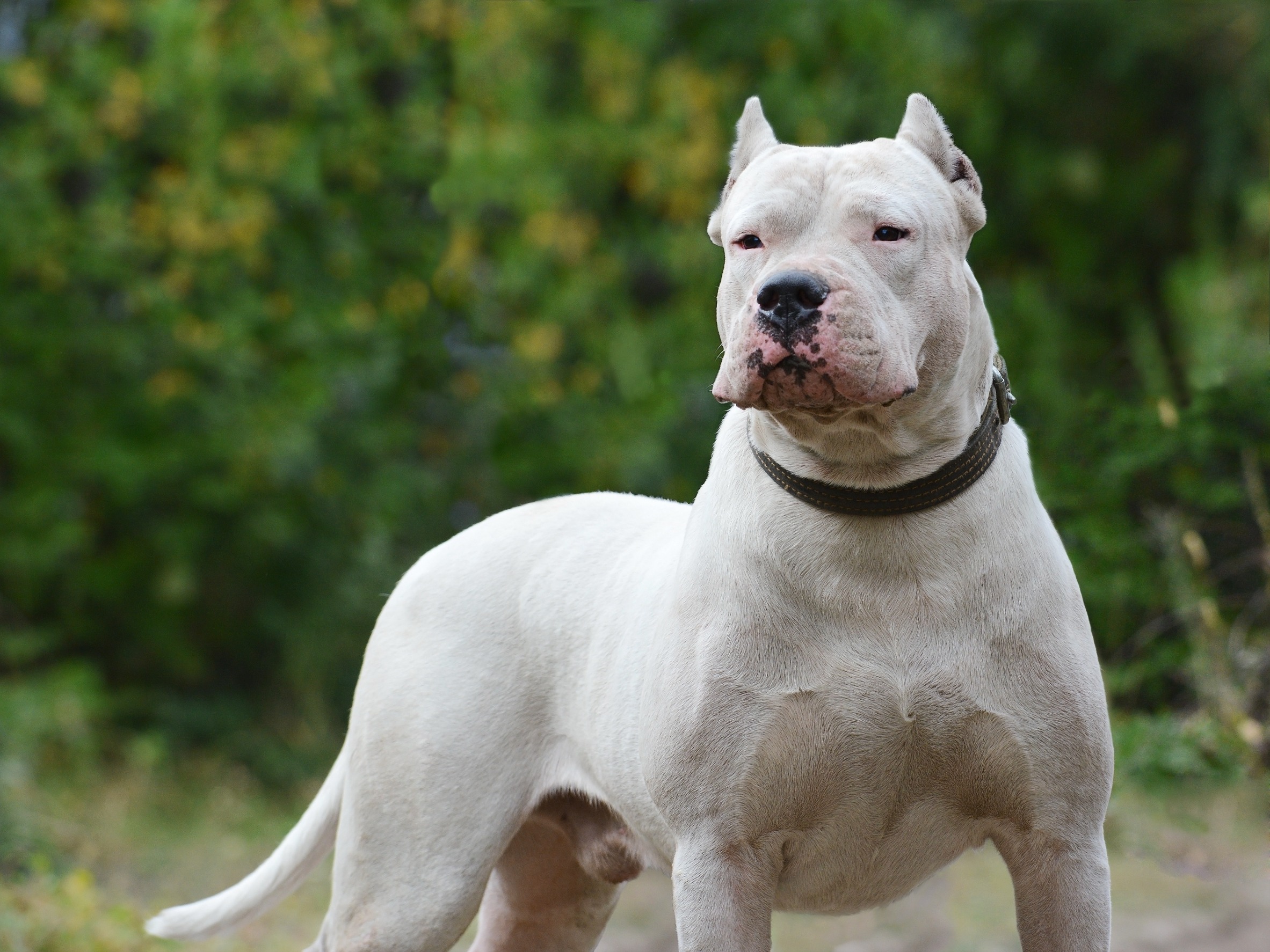 mordeduras de perros por razas