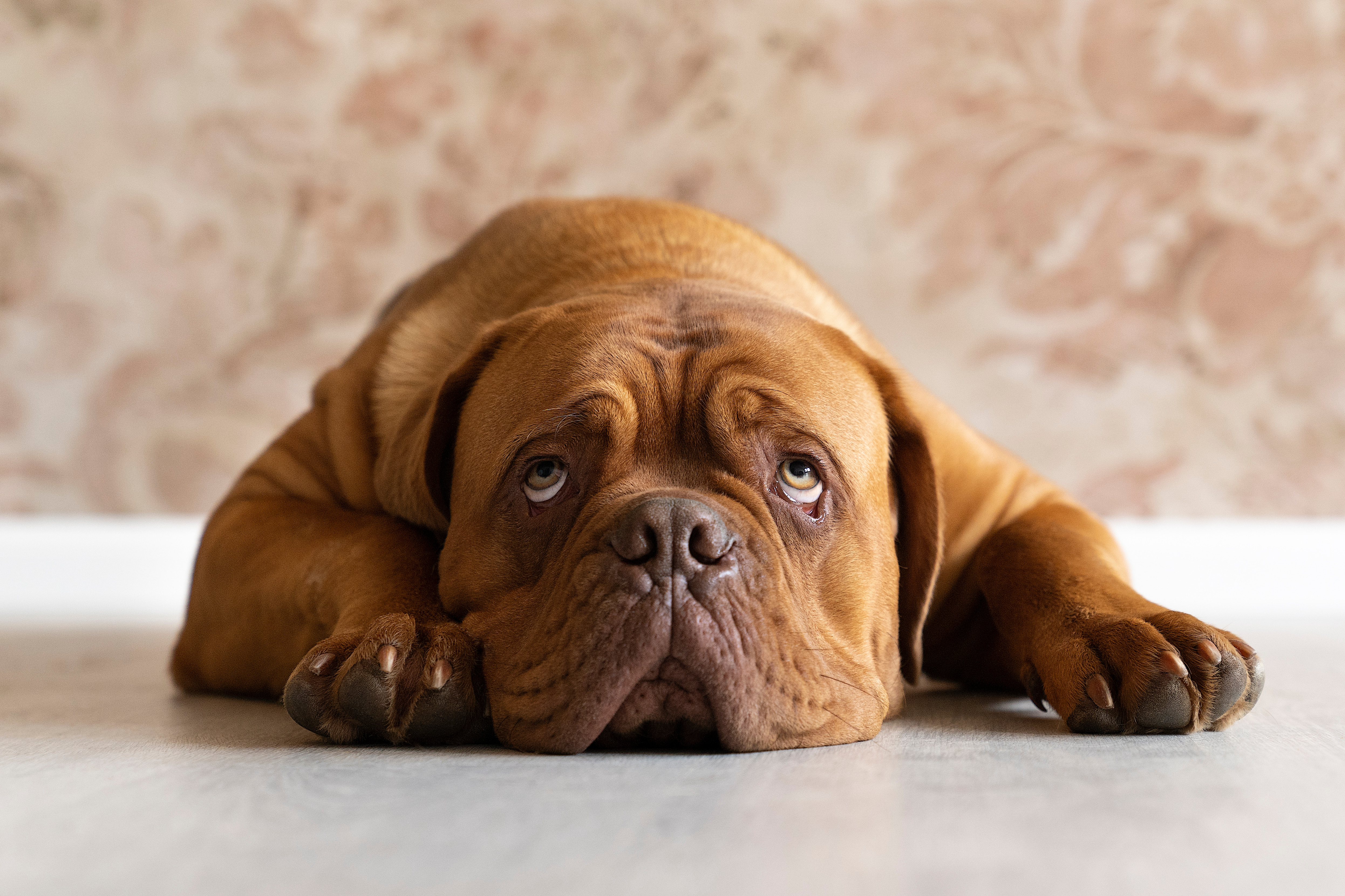 mordeduras de perros por razas