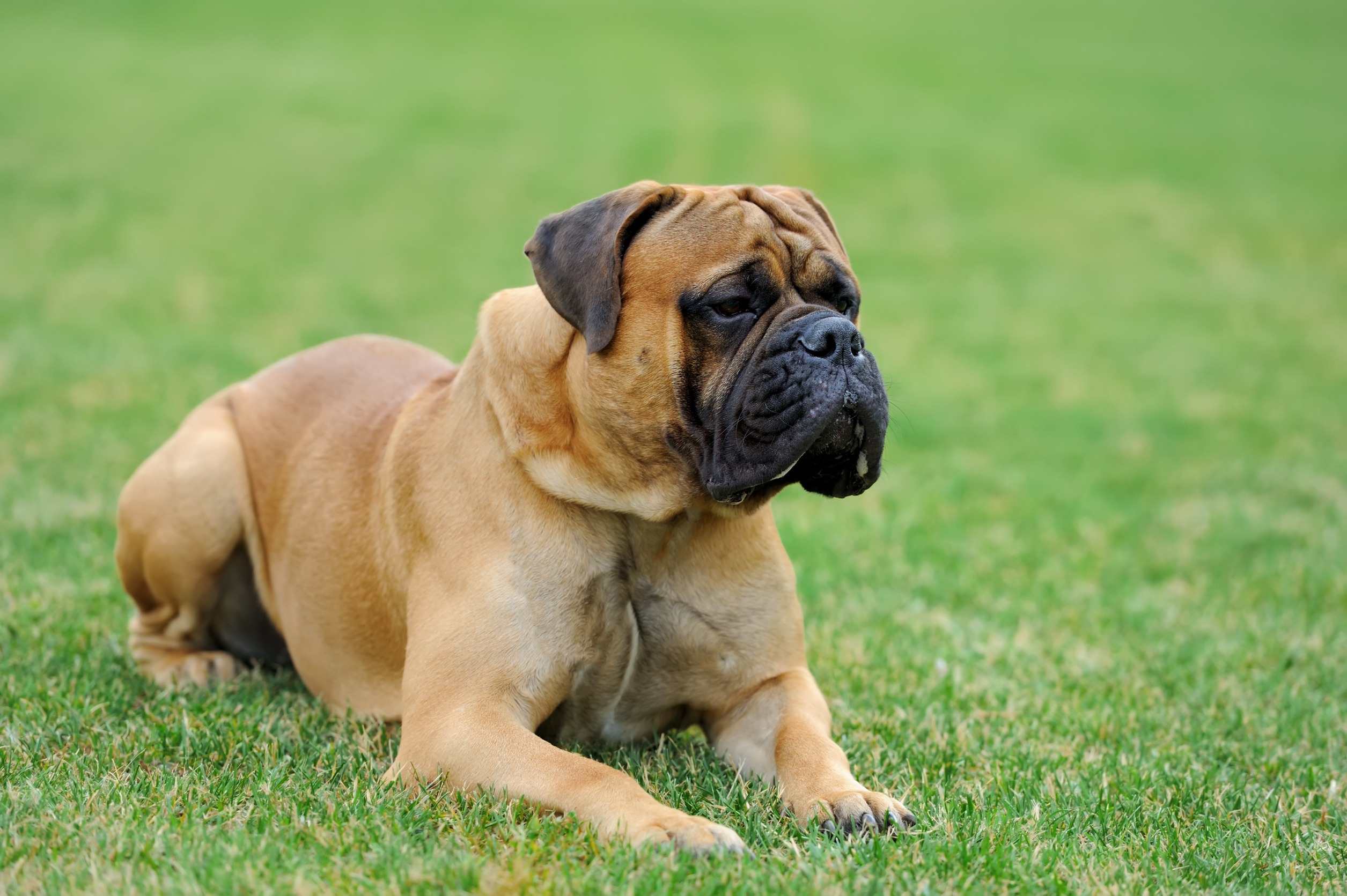 mordeduras de perros por razas