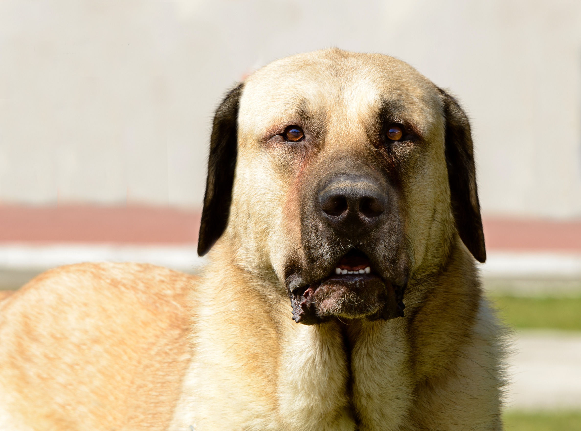 mordeduras de perros por razas