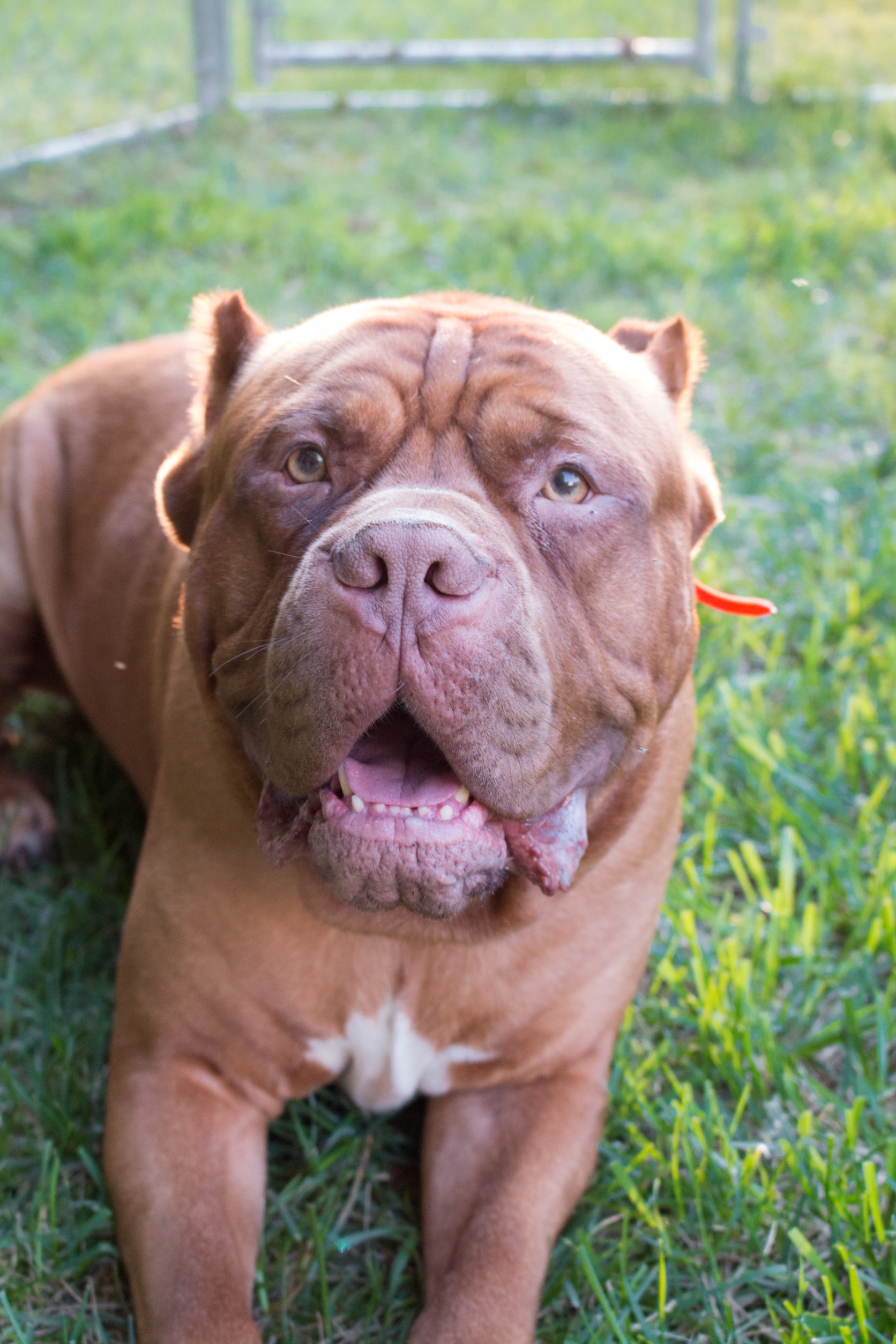 mordeduras de perros por razas