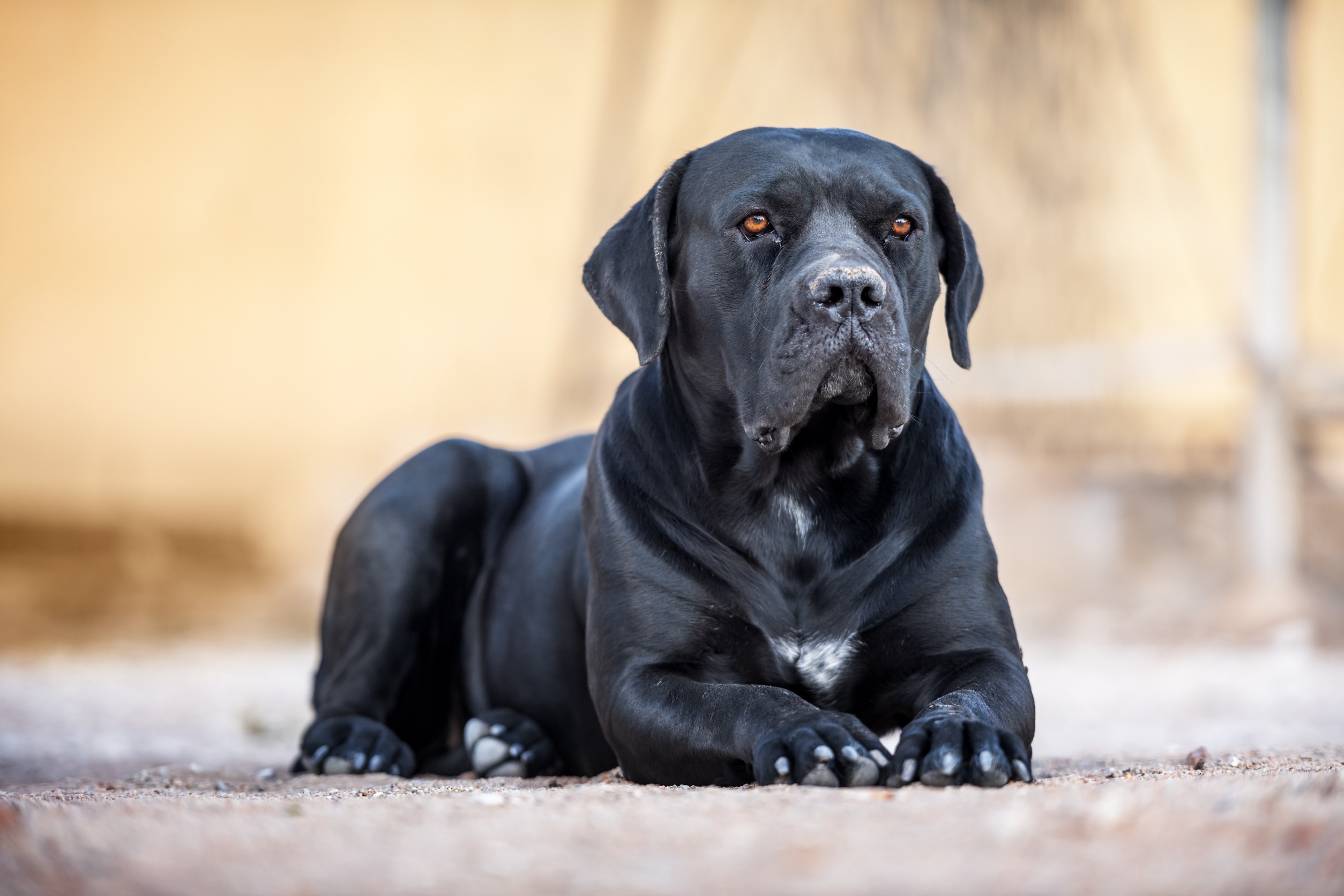 mordeduras de perros por razas