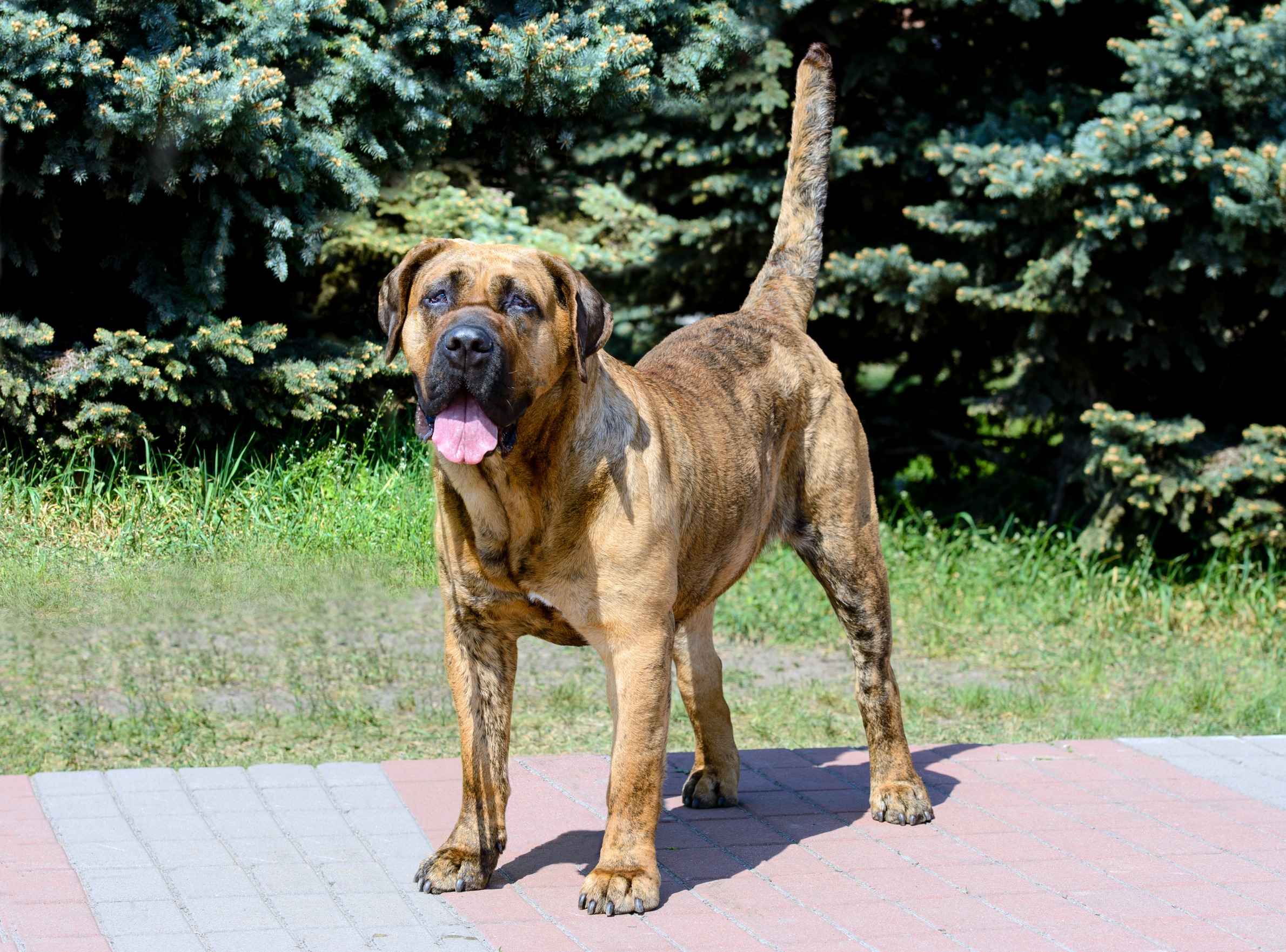 mordeduras de perros por razas