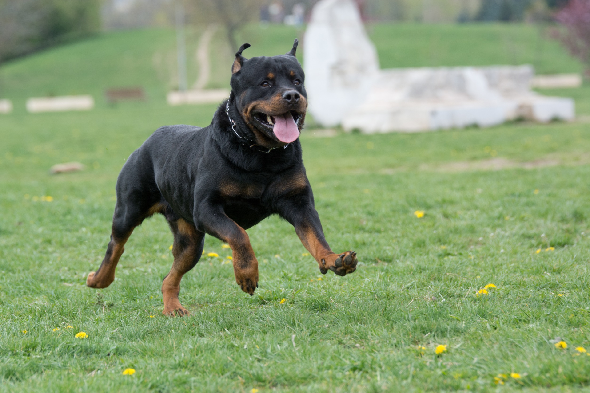 mordeduras de perros por razas