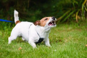 mordedura de perro