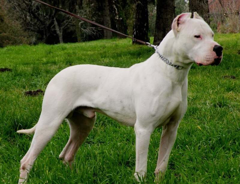 Image of a white pit bull dog