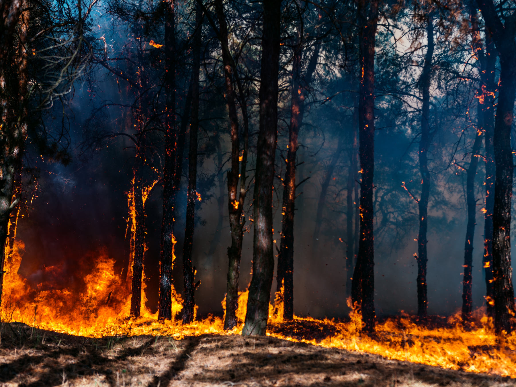 Qué hacer si un incendio forestal quemó su propiedad