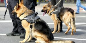 dos perros antidrogas están listos para realizar una búsqueda, esperando juntos a sus policías