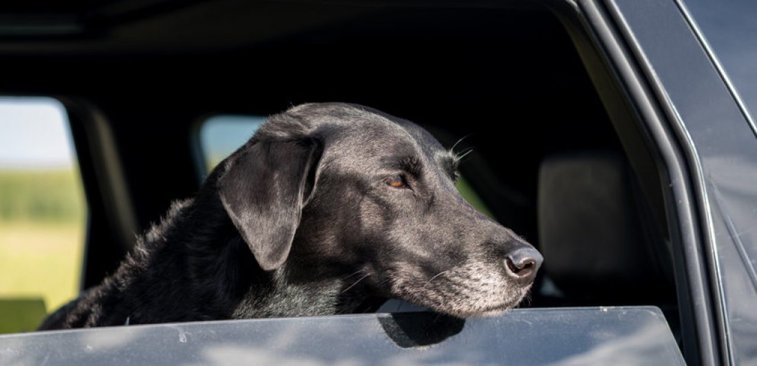 Black Labrador retriever dog sticking his head out the window, looking out of an SUV car while on a road trip