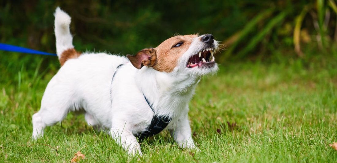 Angry dog aggressively barking and defending his  territory Dog bites by breeds