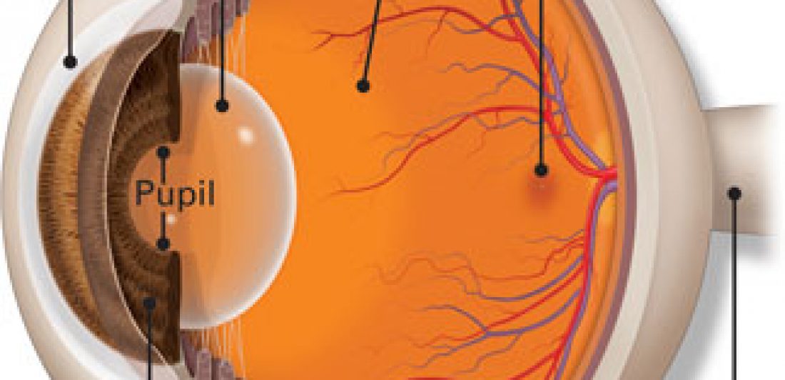 Macula-Optic-Disc-Retina-Optimized Macula-Optic-Disc-Retina-Optimized